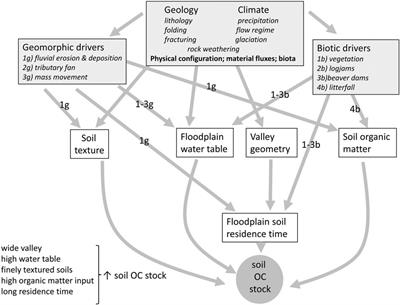 Quantitatively Estimating Carbon Sequestration Potential in Soil and Large Wood in the Context of River Restoration